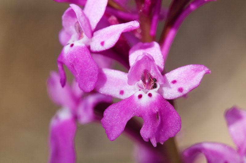 Orchis quadripunctata