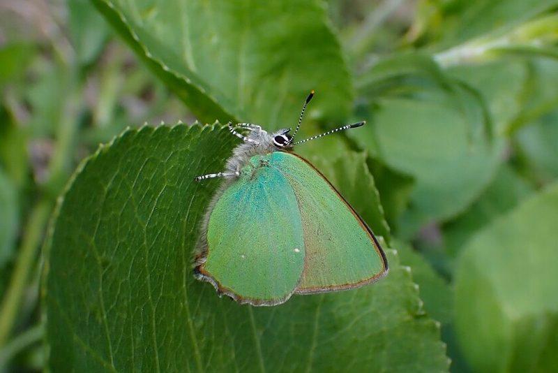 Callophrys rubi